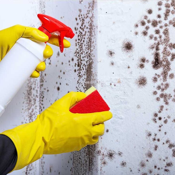 mold cleanup