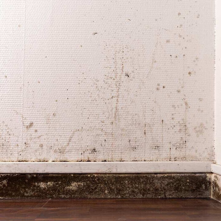 mold removal services