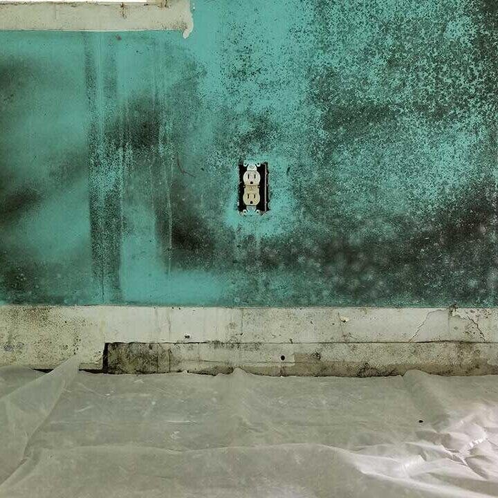 mold removal